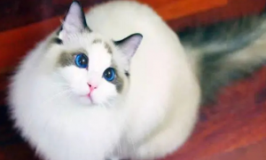 布偶猫眼睛颜色等级