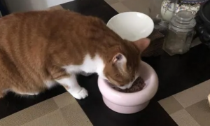 猫咪罐头怎么吃