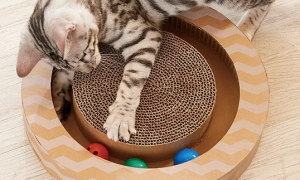 猫咪可以玩什么玩具