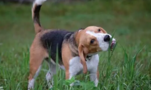 狗狗喜欢吃草是怎么回事呀