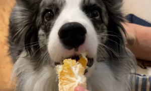 狗能吃橙子吗