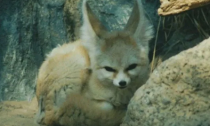 极地狐能养吗