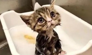 猫咪用人的沐浴露洗澡会怎样吗