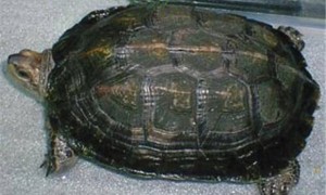 缅甸黑山龟冬眠吗