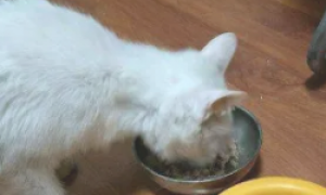 小猫怎么喂罐头