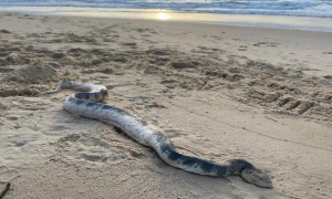 澳大利亚海滩发现剧毒海蛇，专业人士警告