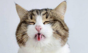 猫咪呕吐最有效的止吐办法