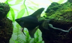 黑神仙鱼能繁殖吗