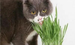 猫草多久吃一次?一次吃多少?