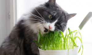 猫草是什么样子