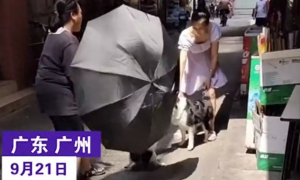 广州：两条宠物狗发生撕咬，女子用雨伞劝架，很不理智