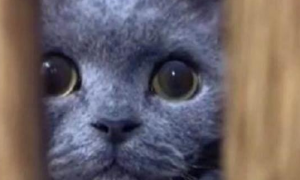 猫太黏人，网友表示，养了蓝猫就像养了一个移动的摄像头，没隐私