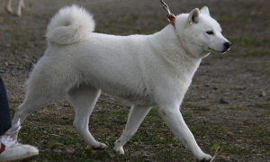 北海道犬起源和介绍