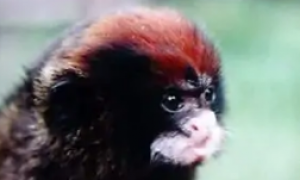 红帽柽柳猴多少钱一只