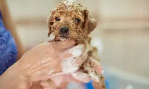 一个多月的小狗可以洗澡吗
