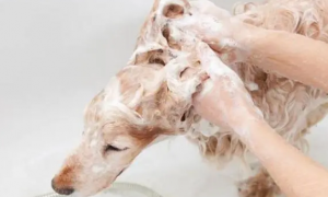 宠物狗能用人沐浴露吗