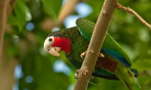 古巴亚马逊鹦鹉寿命多少年
