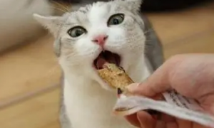 猫能吃什么零食