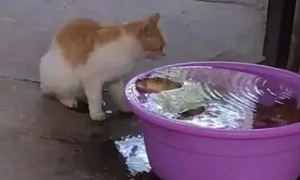主人看到猫咪要偷鱼，刚准备去阻止就笑喷了，狗：你给我安分点！