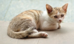 猫咪肾脏功能衰竭能治好吗