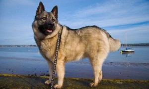 挪威猎麋犬如何训练