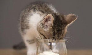 猫能不能喝酸奶