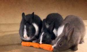 幼兔能吃胡萝卜吗