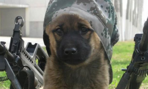 为啥中华田园犬不能当军犬，不是因为很笨，原因曝光让人哭笑不得