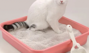 猫砂都用什么做的