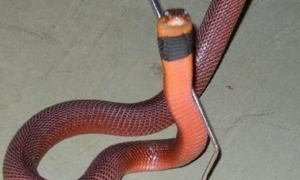 红颈射毒眼镜蛇是国家几级保护动物