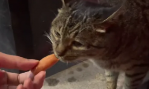猫能不能吃火腿肠
