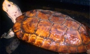 苏拉威西白头龟怎么分雌雄