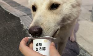 狗狗能喝人的酸奶