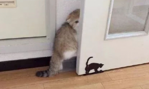 和家里的猫咪玩躲猫猫，它在玻璃后面沾沾自喜