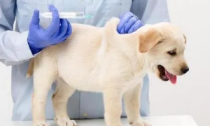 狗打完疫苗拉稀但是精神还好正常吗