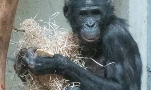 黑猩猩被亲妈弃养，遭同伴霸凌，耳朵被咬掉