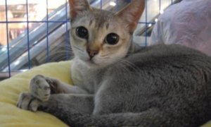 新加坡猫生病怎么护理