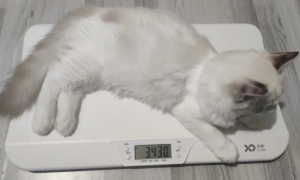 三个月猫咪体重