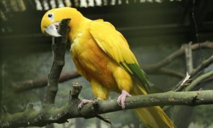金黄锥尾鹦鹉吃什么食物