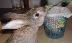 灰栗兔能长多少斤