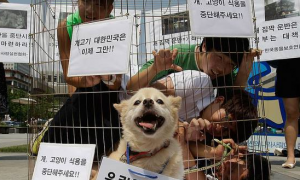 韩媒：韩推进禁食狗肉法，对狗场主补偿最多达4万亿韩元