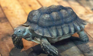 北京男子捡到乌龟，喂养7年发现异常，调查后发现不简单！