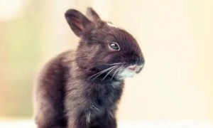 小兔黄尿病该如何防治