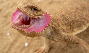 大耳沙蜥属于保护动物吗