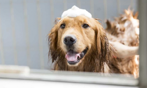 狗狗用婴儿沐浴露洗澡