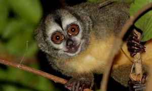 秘鲁夜猴可以当宠物养吗