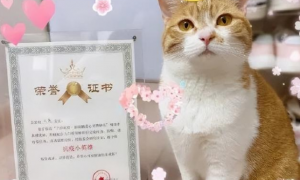 小猫小狗“隔离”后，获得了一张“荣誉证书”