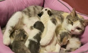 母猫几个月可以生小猫