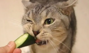 猫可以吃黄瓜吗
