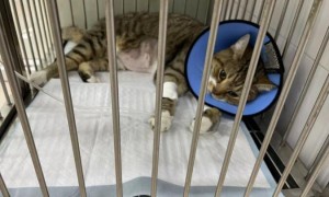 近百猫咪死亡，企业称猫粮合格：宠物食品维权一直是“罗生门”
